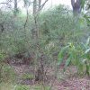 Endangered Woodland of Cumberland Plain, Western Sydney at Australian Botanic Garden, Mt Annan